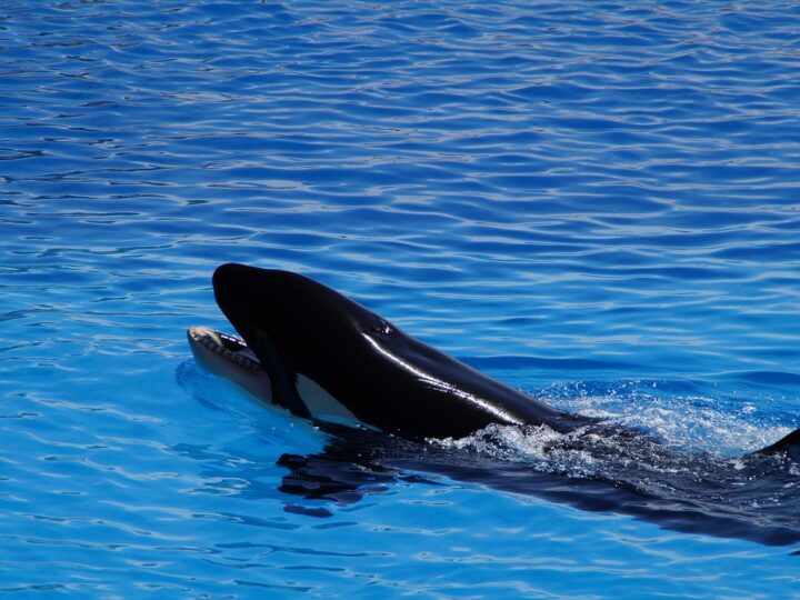 Orcas: curiosidades sobre as baleias assassinas