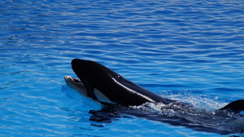 Orcas: curiosidades sobre as baleias assassinas