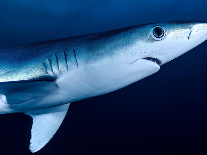 Quantas espécies de tubarões existem no mundo