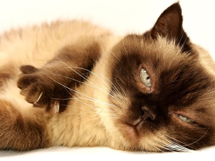 Raças de gatos mais populares do mundo