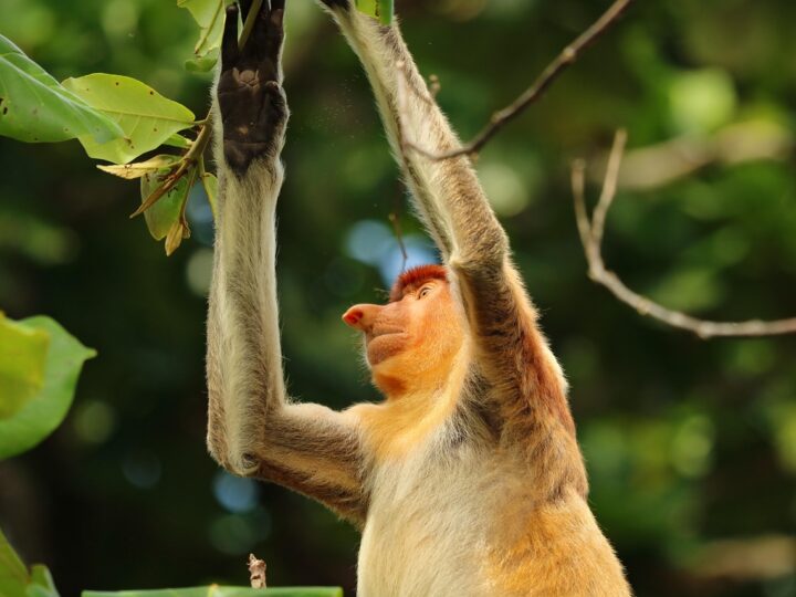 Raças de macacos mais conhecidas do mundo