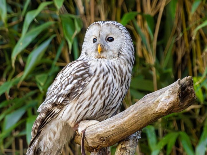 Símbolo da sabedoria em diferentes culturas