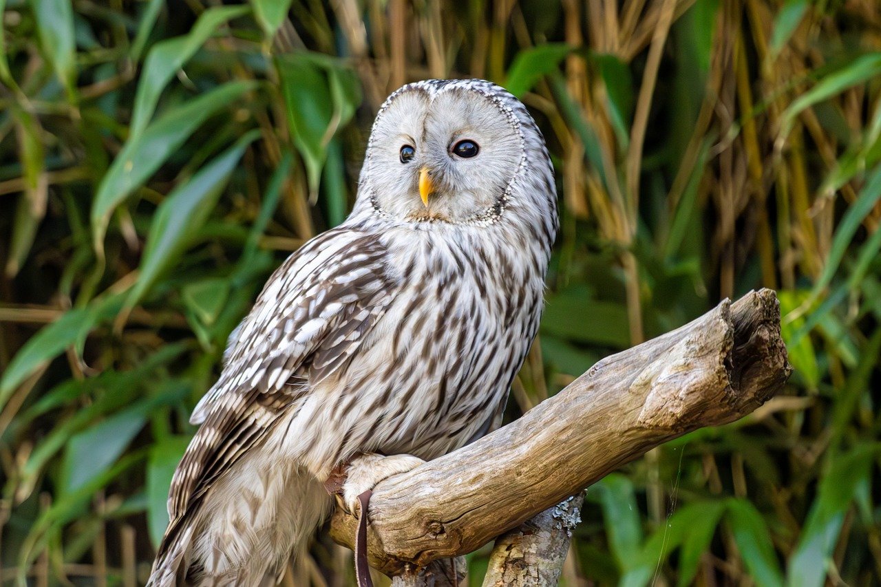 Símbolo da sabedoria em diferentes culturas