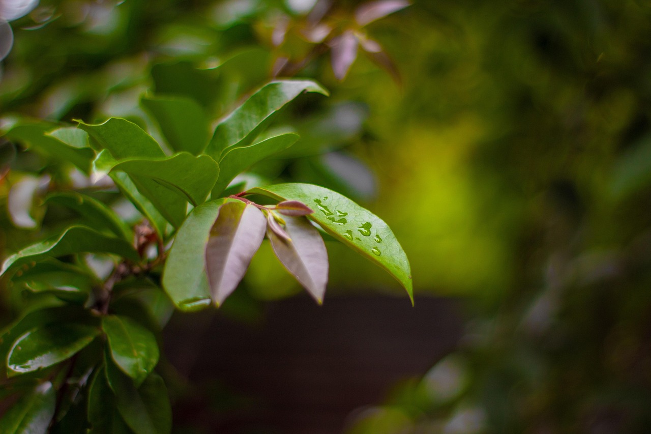 Organic social O que é e como funciona