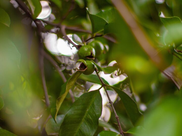 Organic social O que é e como funciona