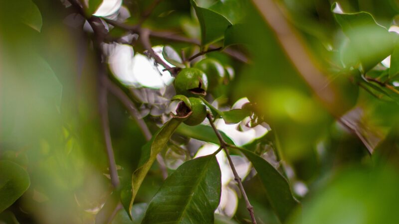 Organic social O que é e como funciona