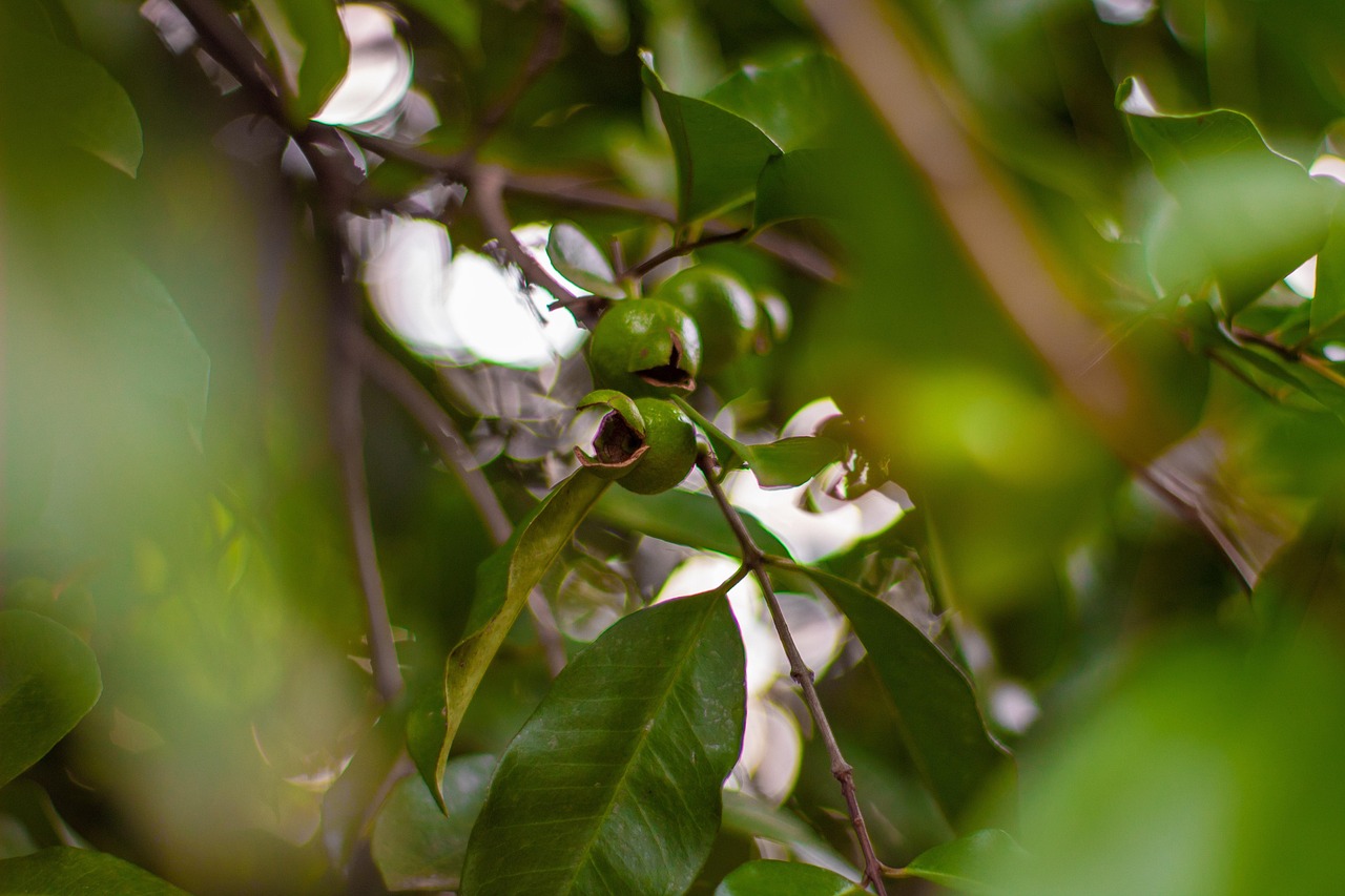 Organic social O que é e como funciona