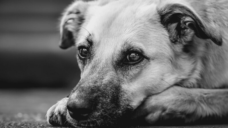Ripercol para sacrificar cachorro Entenda para que serve