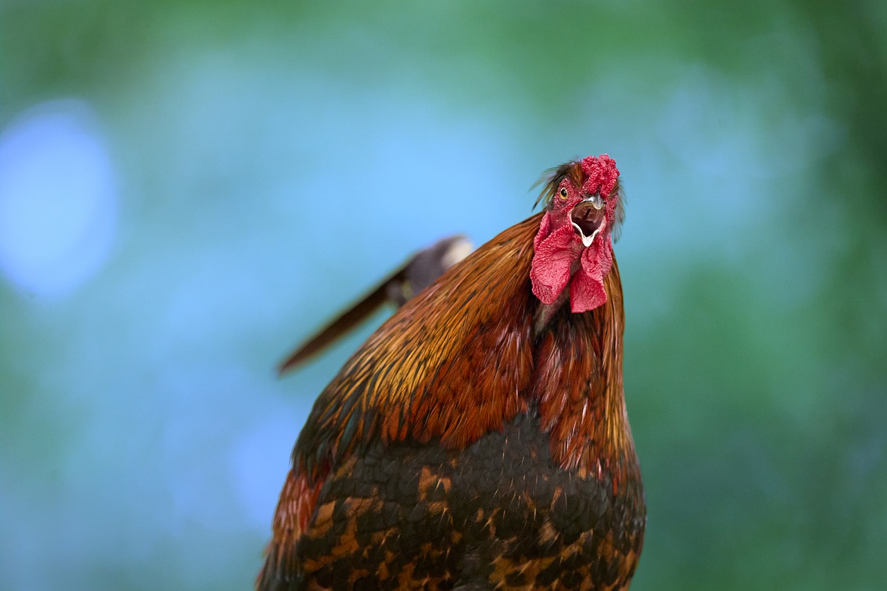 Galo cantando à noite O que significa