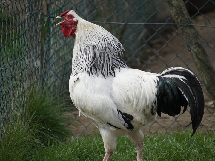 Galo cantando à noite O que significa