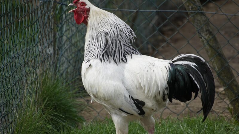 Galo cantando à noite O que significa