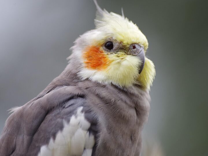 Calopsita pode tomar dipirona? Riscos, doses e alternativas seguras