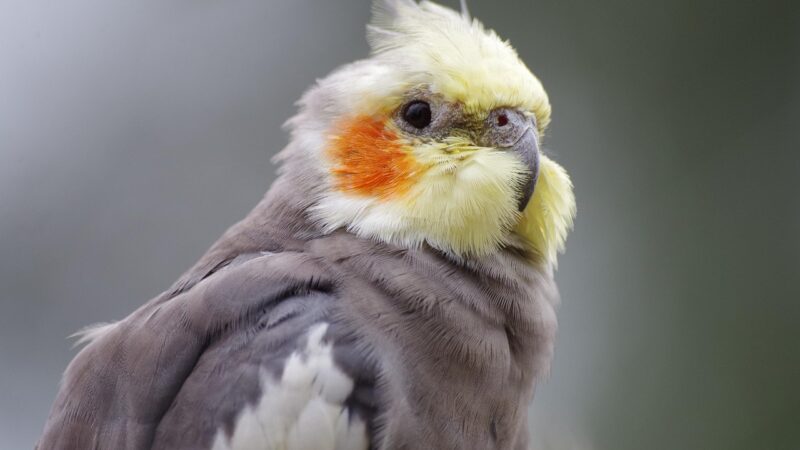 Calopsita pode tomar dipirona? Riscos, doses e alternativas seguras