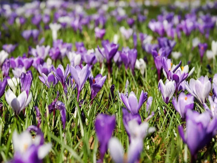 Descubra um complexo turístico com nascentes transparentes em Bonito no Mato Grosso do Sul