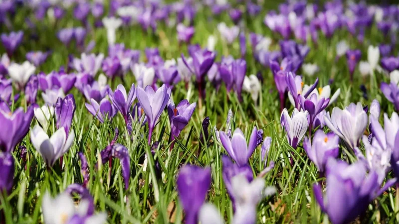 Descubra um complexo turístico com nascentes transparentes em Bonito no Mato Grosso do Sul