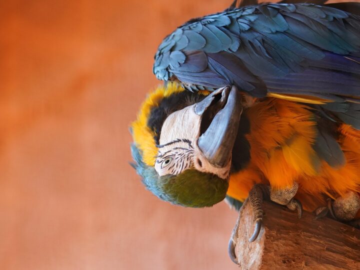 Pode dar dipirona para papagaio Veja se é seguro