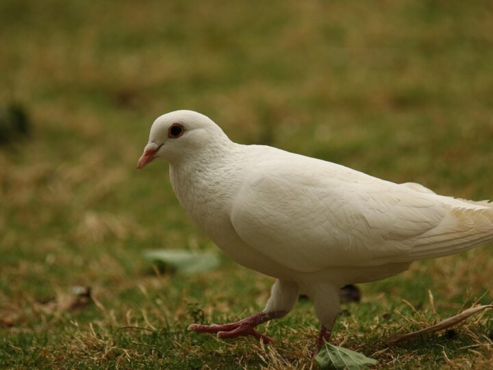 Pomba Gira que acompanha Exu Capa Preta Saiba qual