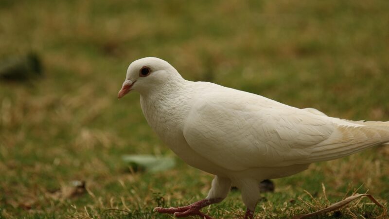 Pomba Gira que acompanha Exu Capa Preta Saiba qual