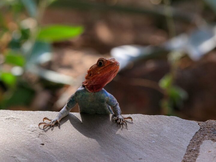 Por que a lagartixa fica parada por muito tempo?