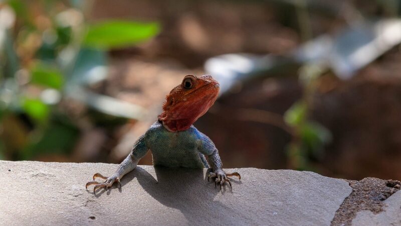 Por que a lagartixa fica parada por muito tempo?