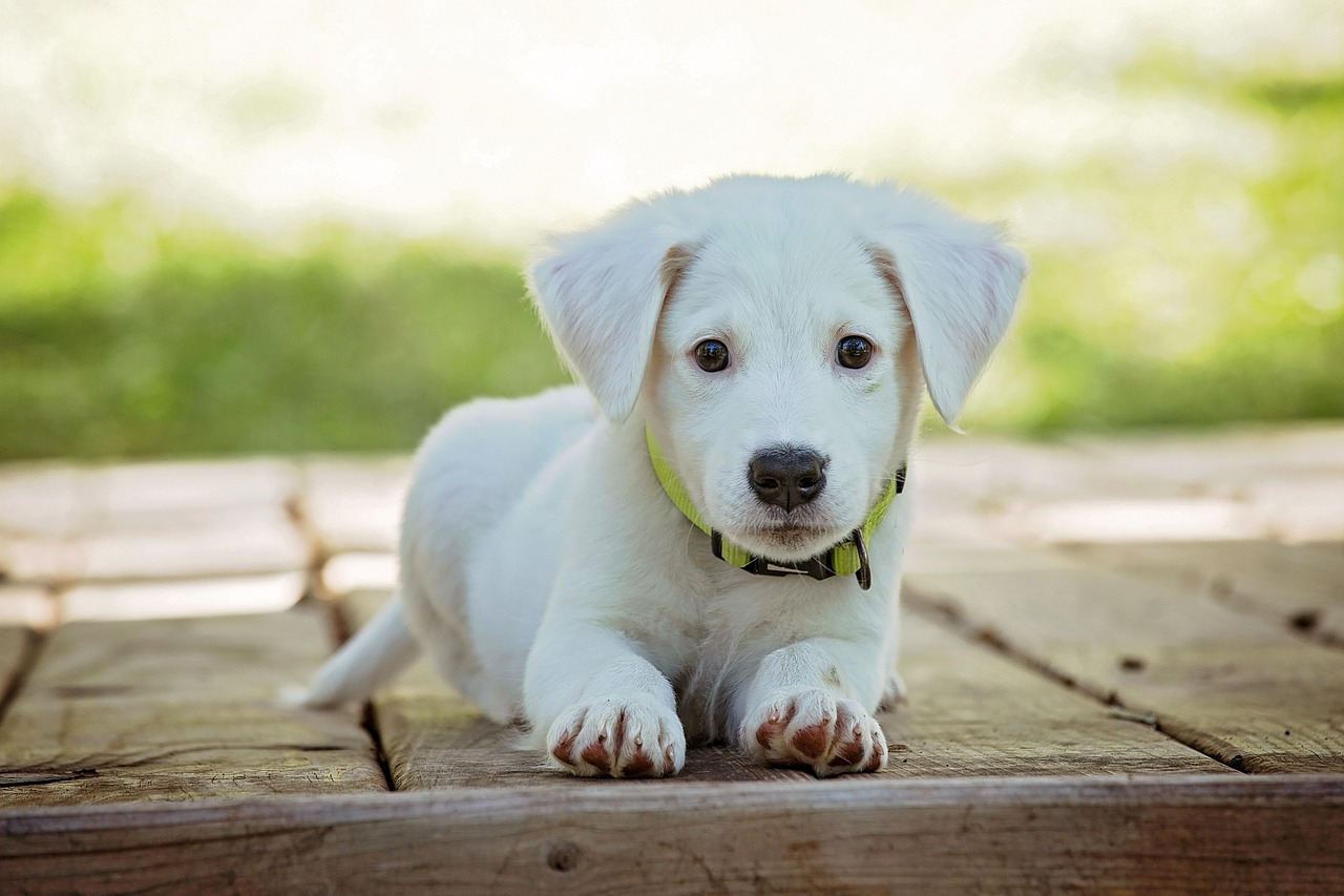 Cachorro pode comer strogonoff?