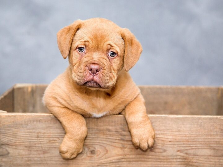 Cachorro pode comer strogonoff?