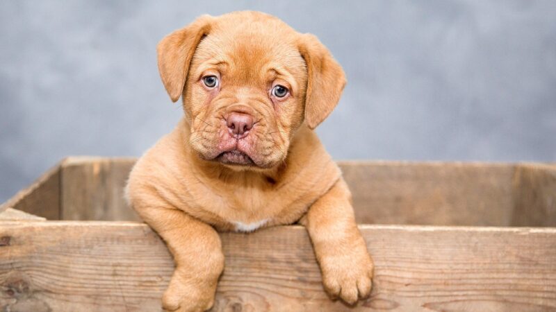Cachorro pode comer strogonoff?