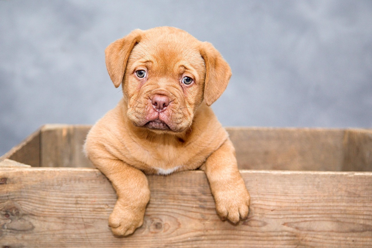 Cachorro pode comer strogonoff?