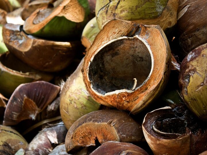 Baiana Maria do Coco: História e curiosidades