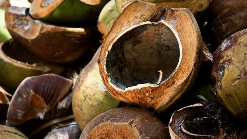 Baiana Maria do Coco: História e curiosidades
