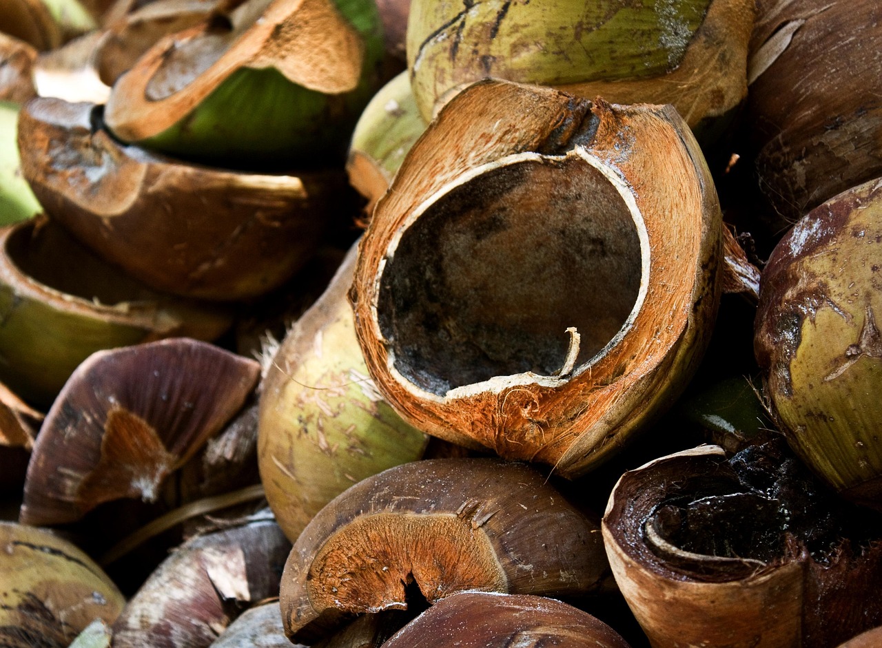 Baiana Maria do Coco: História e curiosidades