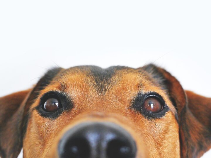 Língua do cachorro roxa: É normal?