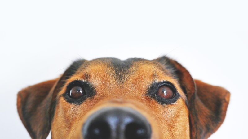 Língua do cachorro roxa: É normal?