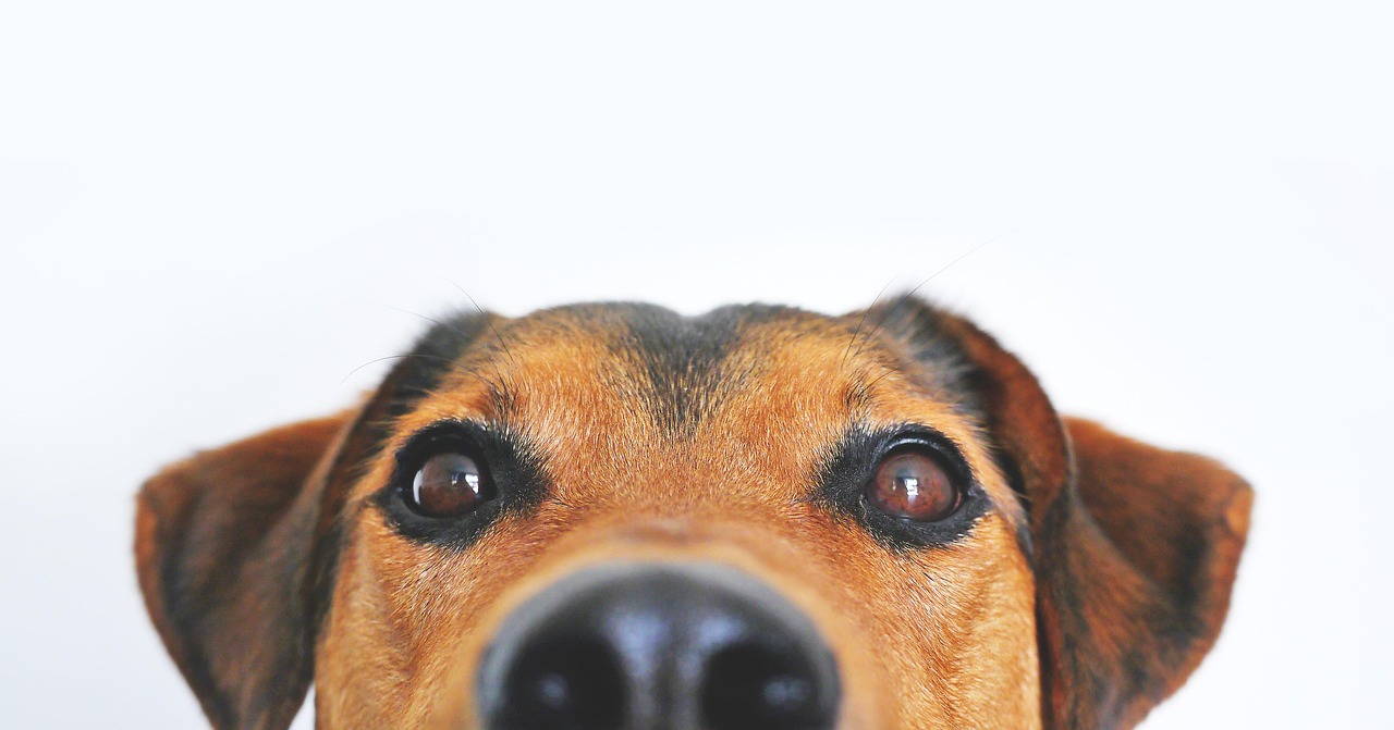 Língua do cachorro roxa: É normal?