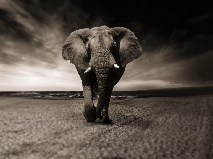 Animal que representa resiliência: Significado