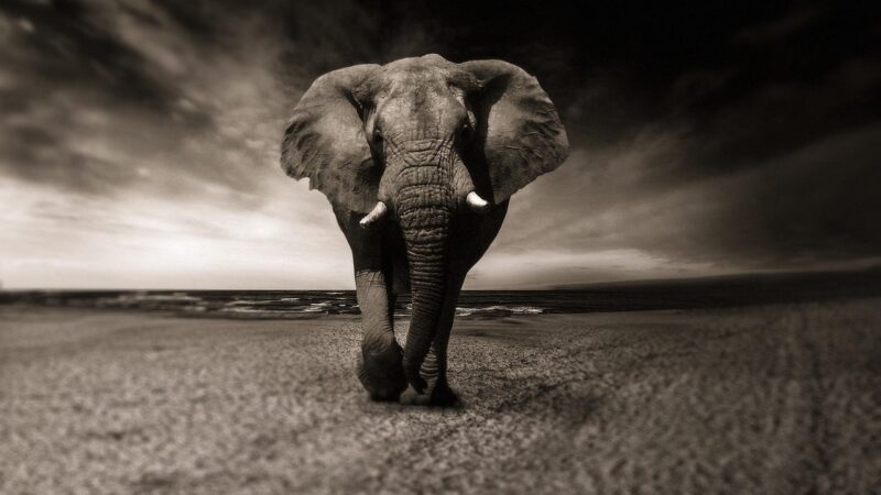 Animal que representa resiliência: Significado