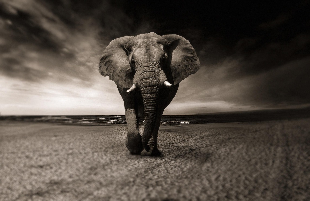 Animal que representa resiliência: Significado