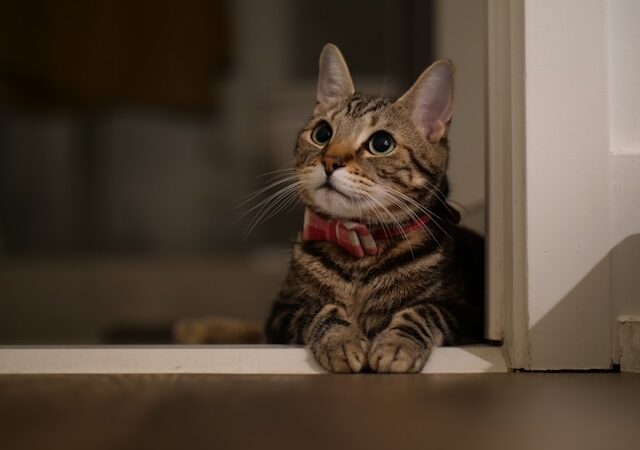 Plano de saúde pet: economia real e prevenção que evita o sufoco no veterinário
