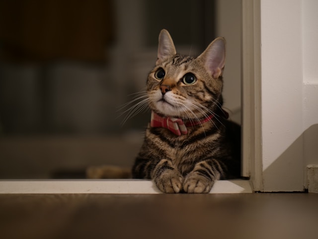 Plano de saúde pet: economia real e prevenção que evita o sufoco no veterinário