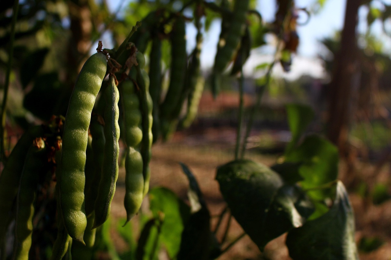 Farinha de mandioca é alimento não perecível?